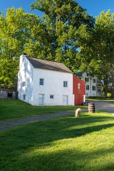 Shep graze in an idyllic colonial village scene at Hopewell Furnace National Historic Site. White stone cottage close up and ethereal summer golden hour scene.