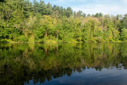 Beautiful symmetric reflection of green leaves and blue sky with clouds. Full frame, with copy space