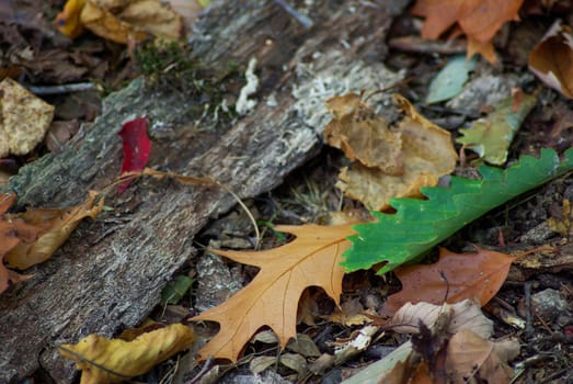 Close up of the forest floor, full of autumn colors and textures, fallen leaves and bark. Selective focus on foreground, with copy space. Earthy nature background.