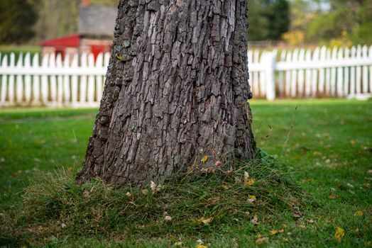 Green grass swirls elegantly around the base of a textured tree in a manicured lawn. White wooden fence in defocused background