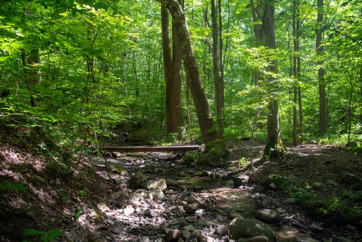 Idyllic full frame image of green enchanted forest with tall trees and a footbridge over a stream.