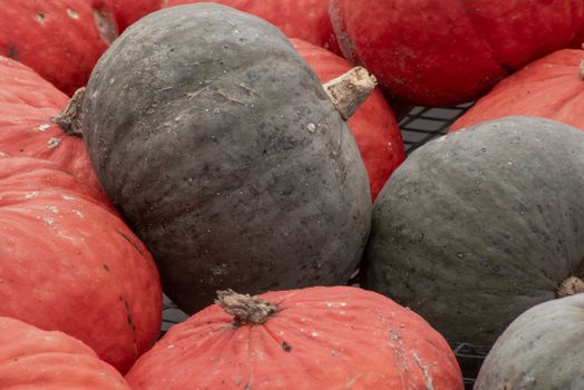 Winter squash is piled up waiting for market. Full frame image with loads of texture and autumn colors, shot in natural light with copy space.