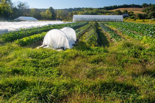 Full frame image of an organic vegetable garden in golden hour sunlight. Rows of green vegetables and white row covers with greenhouse in production in the background.