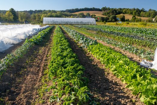 Long green rows of healthy food extend to a greenhouse and rolling hills in the background. Natural golden hour sunlight.