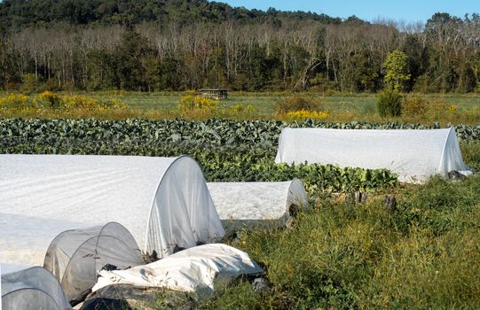 Rows of green vegetables and white crop covers on this well-maintained organic garden.