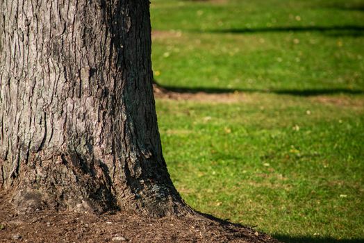 Full frame image of rough-textured tree bark on a heft trunk with defocused green grass background.