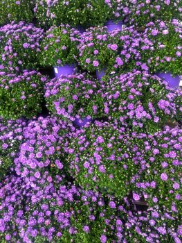 Rows of healthy mums in purple pots are blooming.