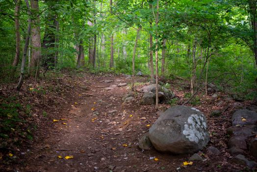 Selective focus draws the eye down this enchanted forest path with green background. Yellow leaves dot the trail.