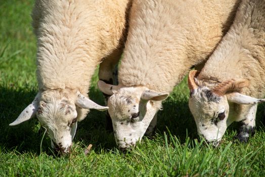 Full frame image in natural light of three speckle-faced sheep ct=raxing together. Ram on right with horns.