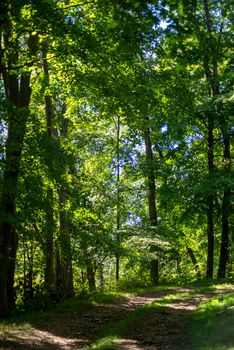 Full frame image with copy space, shot in natural light, of a lush tranquil forest with one sunbeam filtering through--illuminating the forest path.