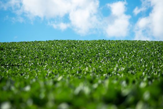Beautiful natural scene of a hillside soybean field extends to the horizon. Selective focus, defocused foreground gives an ethereal look. Natural light with copy space. Positive, cheerful emotions.