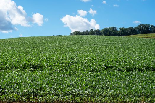 Beautiful summer soybean field glistens in the bright sunshine with blue sky and soft clouds. Nature background with copy space.