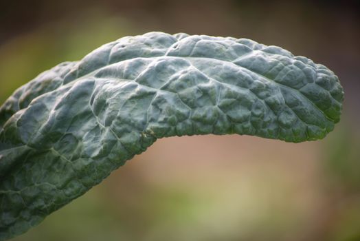 A blue-green kale leaf curves like a tongue in a summer greenhouse. Texture and defocused bokeh background, shot in golden hour sunlight with copy space.