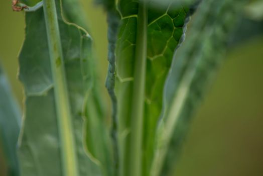 Beautiful abstract image of kale leaves. Macro, green nature background shot in natural golden hour sunlight with defocused bokeh background and copy space.