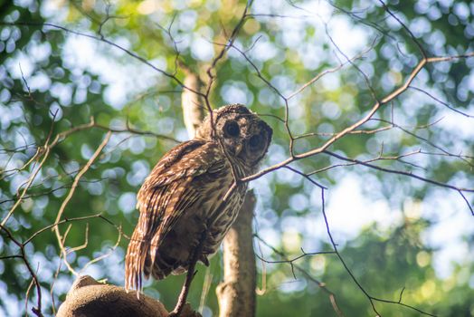 Beautiful owl looks at the camera. Defocused forest background, shot in natural light with copy space.