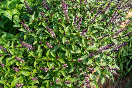 Beautiful full frame image of big, healthy, blooming Thai Basil herb plants. Purple flowers on the tips, fat fragrant leaves in natural light.