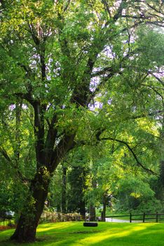 Full frame image of an idyllic tree in golden hour sunlight in a grassy lawn. An old fashioned tire swing hangs from a branch.