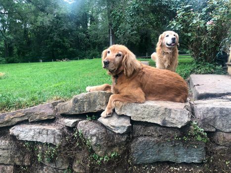 Golden Retriever looks at camera while resting on a stone wall. Second Golden in background. Natural light with copy space.