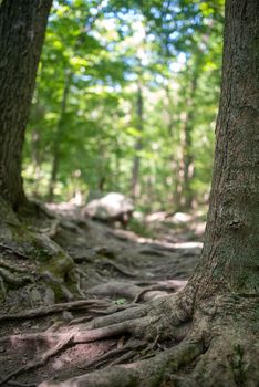 Tree roots reach across to each other like old friends in a forest setting. Abstract selective focus of foreground with copy space in natural light.