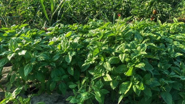 bright green leaves of basil herb plant are are bright and healthy with a row of peppers behind it on organic vegetable farm.