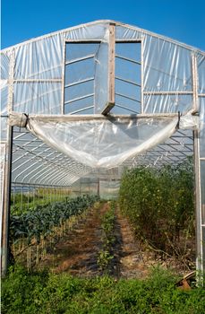 Rows of kale and tomatoes line the interior of this organic greenhouse, with a row of eggplant doown the middle.