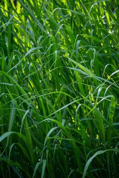 Yellow sunlight filters through tall swooping grass. Peaceful green nature background with copy space.