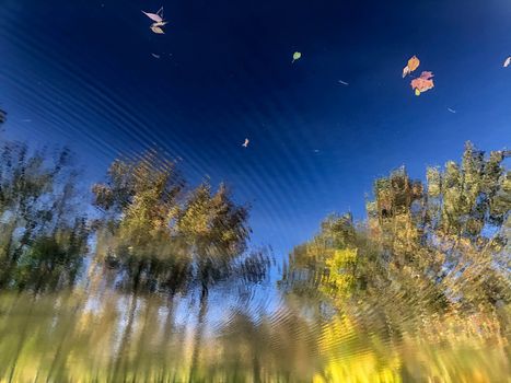 Beautiful meditative image of a surreal lake reflecting a forest in concentric ripples. Fall colored leaves drift on surface in natural sunlight with copy space