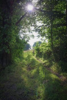 Woman meditates alone along forest path in dappled sunlight. Green serene nature background with copy space and sunbeams.