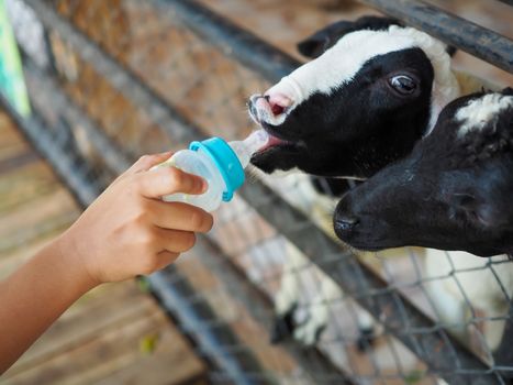 Boy feeding a goat milk