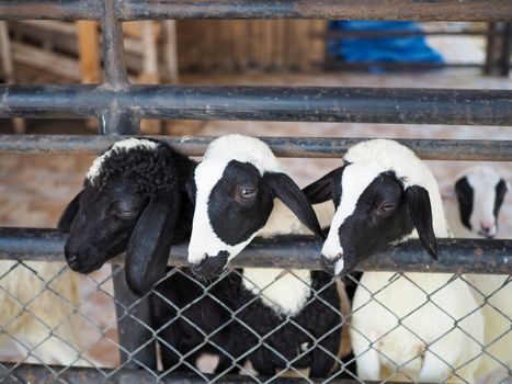 Three sheep are waiting for food in their cages.