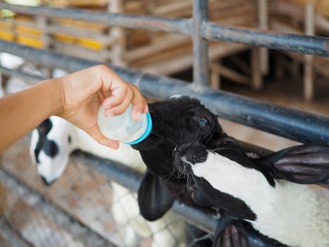 Boy feeding a goat milk