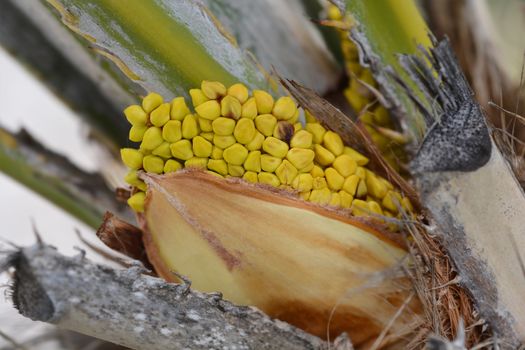 Dwarf fan palm flower buds - Latin name - Chamaerops humilis