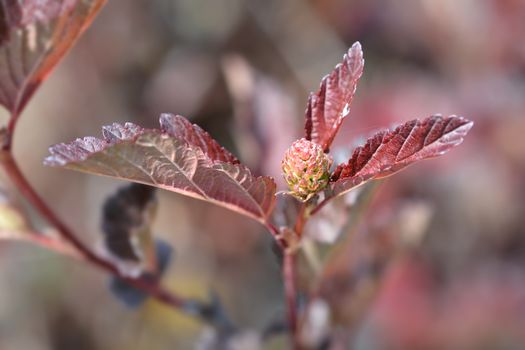 Ninebark branch - Latin name - Physocarpus opulifolius