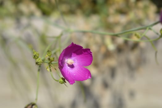 Purple poppy-mallow - Latin name - Callirhoe involucrata