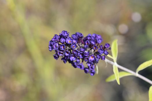 Summer lilac Black Knight - Latin name - Buddleja davidii Black Knight