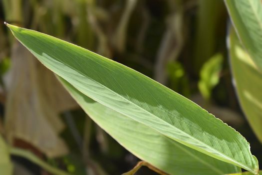 Powdery alligator-flag leaf - Latin name - Thalia dealbata