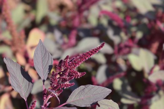 Amaranth Velvet Curtains - Latin name - Amaranthus cruentus Velvet Curtains