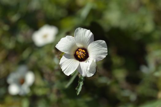 Flower-of-an-hour - Latin name - Hibiscus trionum