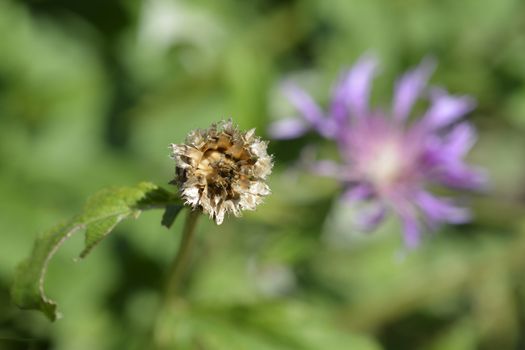 Pink Bachelors Button seed head - Latin name - Centaurea pulcherrima