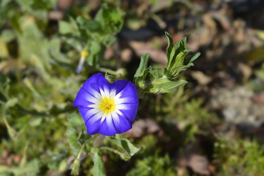 Dwarf Morning Glory Blue Ensign - Latin name - Convolvulus tricolor Blue Ensign