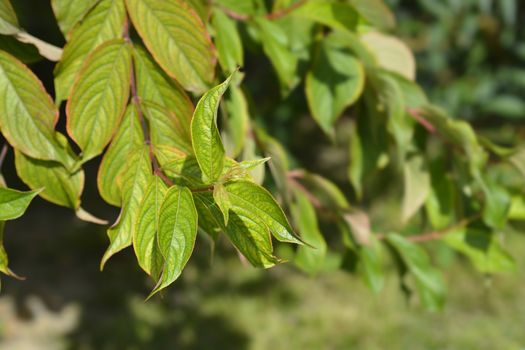 Old-fashioned weigela leaves - Latin name - Weigela florida