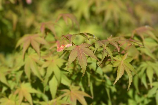 Japanese Maple - Latin name - Acer palmatum