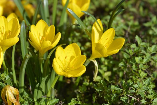 Winter daffodil yellow flowers - Latin name - Sternbergia lutea