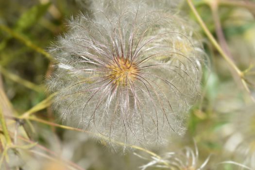 Clematis ispahanica seed head - Latin name - Clematis ispahanica