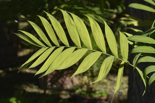 Hardy bamboo palm leaves - Latin name - Chamaedorea microspadix