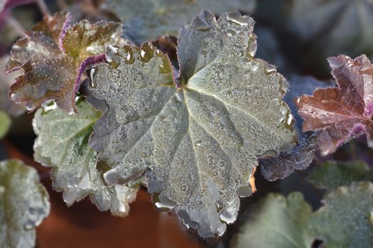 Palace Purple Coral Bells leaves - Latin name - Heuchera micrantha Palace Purple