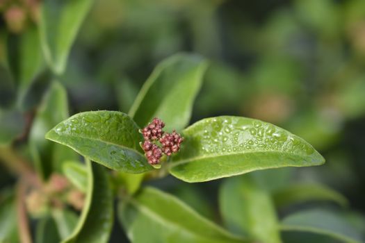 Laurustinus Eve Price - Latin name - Viburnum tinus Eve Price