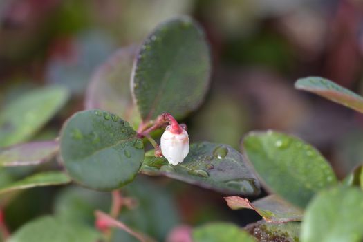 American wintergreen Big Berry flowers - Latin name - Gaultheria procumbens Big Berry