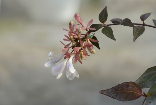 Glossy abelia white flower - Latin name - Abelia x grandiflora