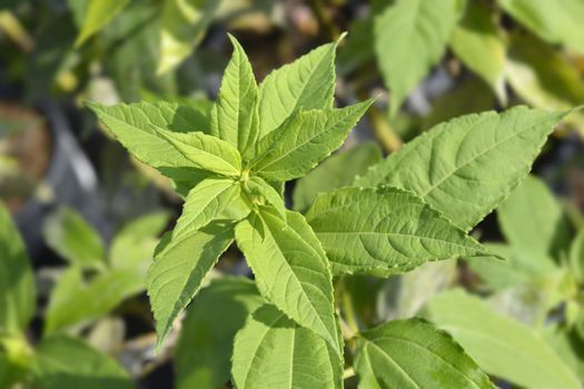 Jerusalem artichoke leaves - Latin name - Helianthus tuberosus